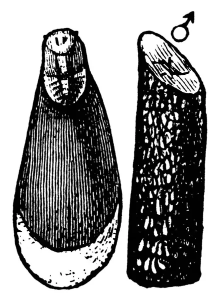Mytilaspis Pomorum種のオイスターシェルスケール 男性のスケールとそれに感染した小枝を示す画像 — ストックベクタ