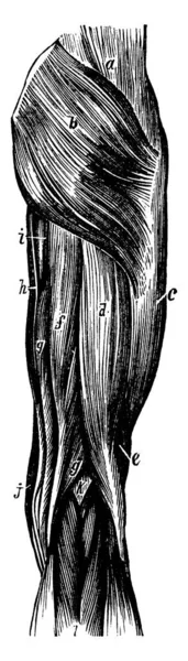大腿肌肉也被称为四头肌 是人体最强壮 最瘦弱的肌肉 它们是膝盖 复古线条或雕刻插图的主要伸展物 — 图库矢量图片