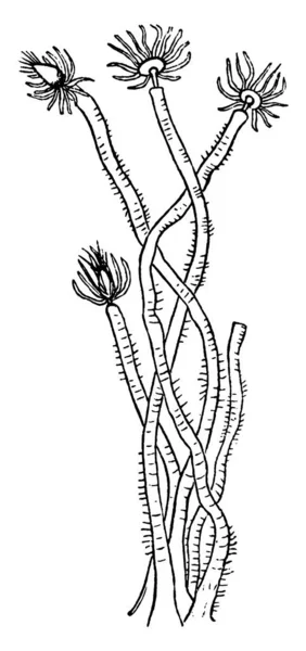 Tubularia Rod Hydroidů Které Zdají Být Chlupaté Růžové Chomáče Nebo — Stockový vektor