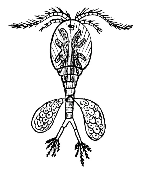 水ノミの小さな甲殻類 ヴィンテージラインの描画や彫刻イラストの順序です — ストックベクタ