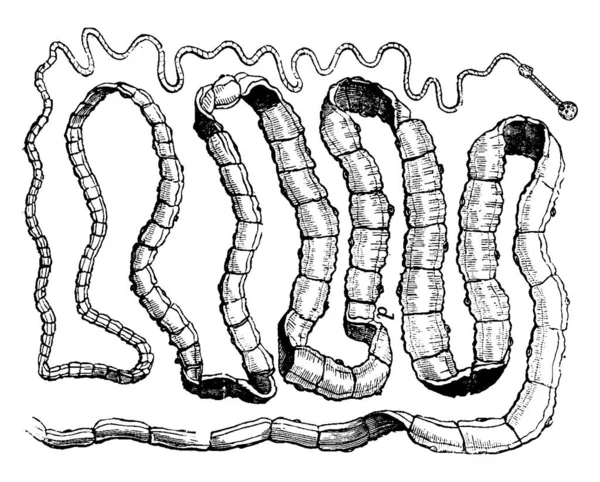 タペワームは頭部のフックと吸盤によって犠牲者の腸に固定され その体は多数のセグメントで構成され 動物のサイン曲は10フィート以上の長さ ヴィンテージラインの描画や彫刻病気 — ストックベクタ