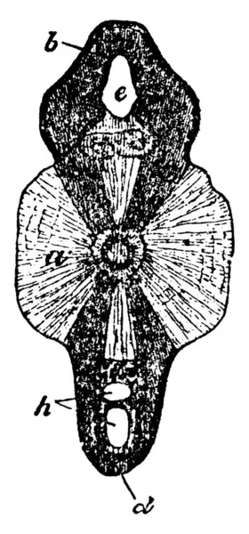 Représentation Typique Section Des Transvers Vertèbre Caudale Requin Pèlerin Selache — Image vectorielle