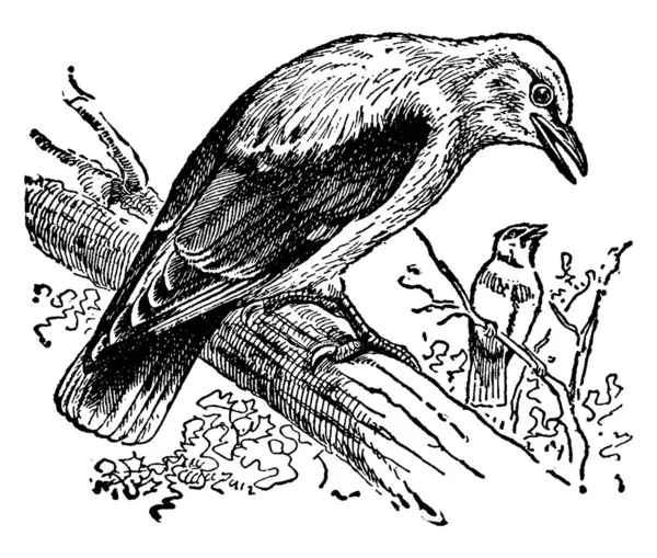 一种产于北美东部的小型候鸟 体形结实 有尖尖而厚的喙 古老的线条画或雕刻图解 — 图库矢量图片