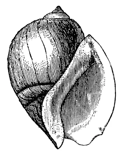 Морская Раковина Твёрдая Коническая Форме Обычно Созданная Морскими Животными Живущими — стоковый вектор