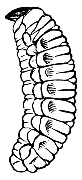悪の滑らかな柔らかい幼虫 ヴィンテージライン図面や彫刻イラスト — ストックベクタ