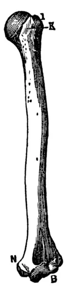 Una Representación Típica Del Cúbito Brazo Humano Hueso Ulna Uno — Archivo Imágenes Vectoriales