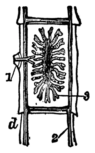 腸のワーム Tnia Soliumは テープのような形をしています 長さは5 15ヤード 最狭部の2本の線から他端部の4 5本の幅 ヴィンテージの線画又は彫刻 — ストックベクタ