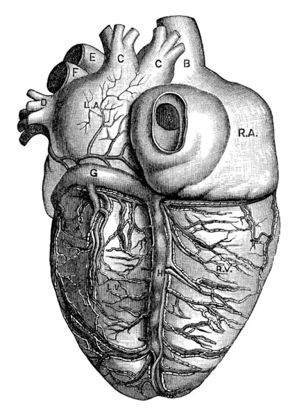 Vista Posterior Del Corazón Con Las Partes Aurícula Izquierda Aurícula — Archivo Imágenes Vectoriales