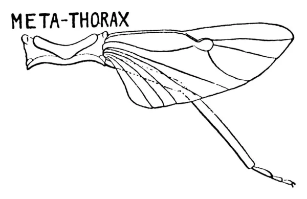 頭の後のスティンクバグのボディセクションはソラックスと呼ばれ この図はソラックスのMetathoraxセクションを示しています — ストックベクタ