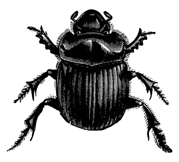 Tumblebug Egy Ganajtúró Bogár Amelynek Sok Faj Vintage Vonal Rajz — Stock Vector