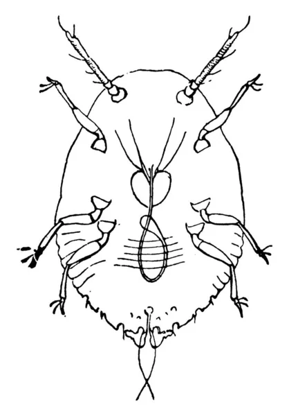 サンノゼスケールのちょうど孵化したばかりの幼虫のイメージ ヴィンテージライン図面や彫刻イラスト — ストックベクタ
