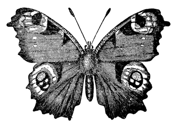羽に色と美しい模様が描かれた空飛ぶ昆虫である孔雀蝶は 主にヨーロッパやアジアで見られ ヴィンテージの線画や彫刻のイラスト — ストックベクタ