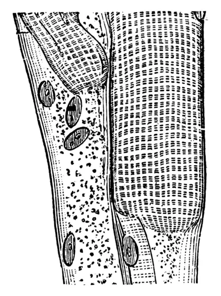 Язове Волокно Складається Багатьох Волокон Які Надають Клітині Його Смугастий — стоковий вектор
