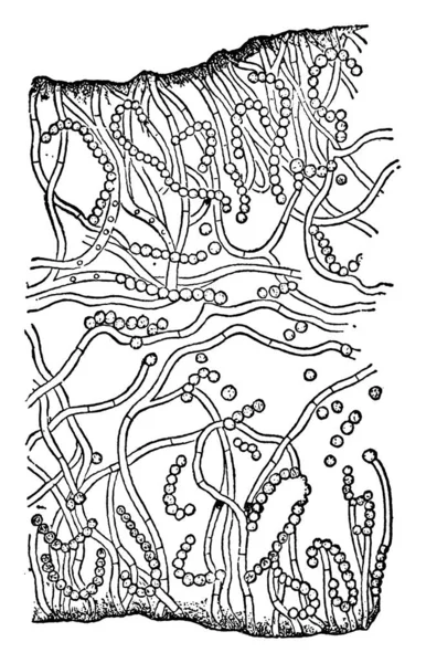 Collema Conglomeratum Stratified Thallus 섹션의 전형적 표현이며 Moniliform Gonimia Hyphal — 스톡 벡터