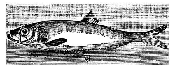 白鳍鱼 Whitebait 是鱼苗的统称 其长度分别为1英寸 25毫米 和2英寸 50毫米 是嫩而可食的 也是鲱鱼鱼苗在市场 古董画或雕刻中为人所知的名称 — 图库矢量图片