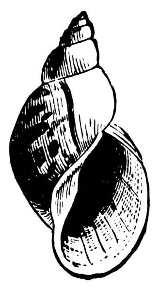 Pond Snail Вид Большой Воздуходышащей Пресноводной Улитки Семейства Lymnaeidae Рисунок — стоковый вектор