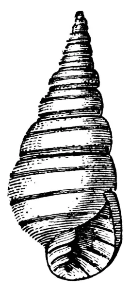 Eine Typische Darstellung Einer Spiralförmigen Muschel Die Hart Ist Und — Stockvektor