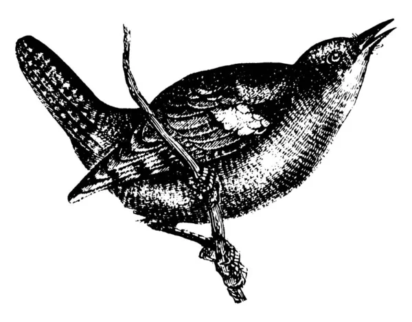 ロビン鳥のようなわずかに装飾された法案を持つ小さな通行人鳥は 神聖な鳥と見なされます ここに描かれているのは 木の枝の上に座って飛ぶこと ヴィンテージラインの絵を描くか イラストを彫ることです — ストックベクタ