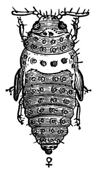 Куколка Phylloxera Vastatrix Сверху Рисунок Винтажной Линии Гравировка — стоковый вектор