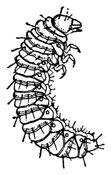 Larvas Lombriga Uva Com Múltiplas Pernas Cilias Sobre Corpo Desenho — Vetor de Stock
