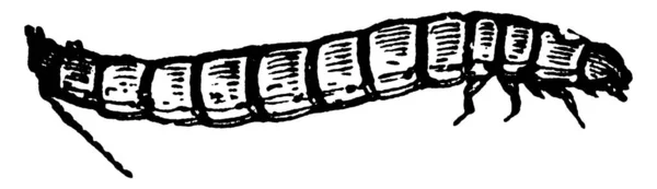 Larvy Druhu Mealworm Vinobraní Linie Kreslení Nebo Rytí Ilustrace — Stockový vektor