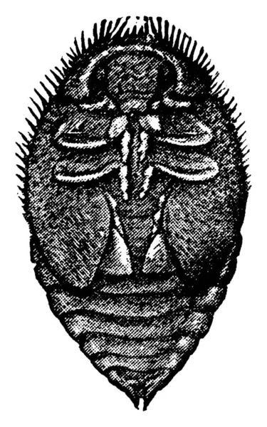 Pupa Vedalia Lady Beetle Desenho Linha Vintage Gravura Ilustração — Vetor de Stock