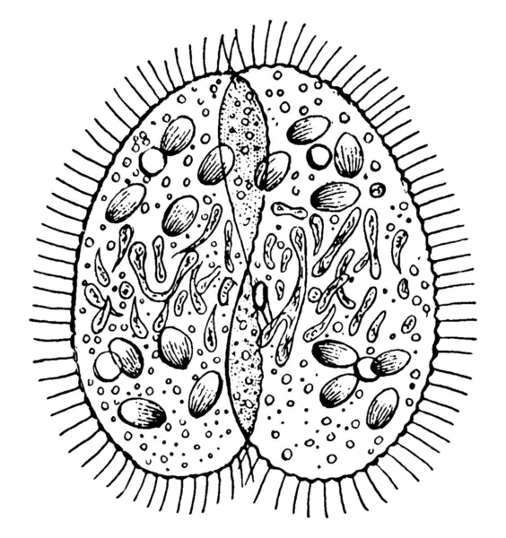 Paramecium Cilié Unicellulaire Dans Royaume Protista Ces Deux Séparent Après — Image vectorielle