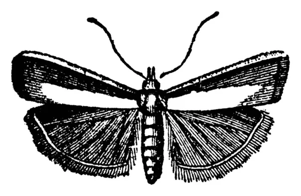 一种小飞蛾 体长细长 前翼和后翼都有径向脉络 前翼的颜色比后翼深 后翼的花纹消失在后半部分 或者是复古线条画 或者是Eng — 图库矢量图片