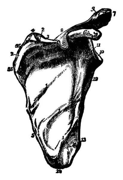 Scapula Nebo Rameno Kost Leží Horní Části Zad Spojuje Kosti — Stockový vektor