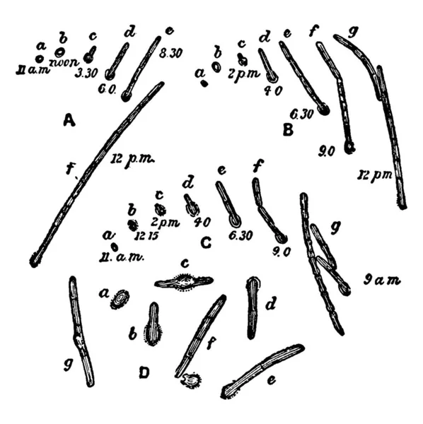 Observación Las Diversas Fases Germinación Espora Bacillus Ramosus Bajo Muy — Archivo Imágenes Vectoriales