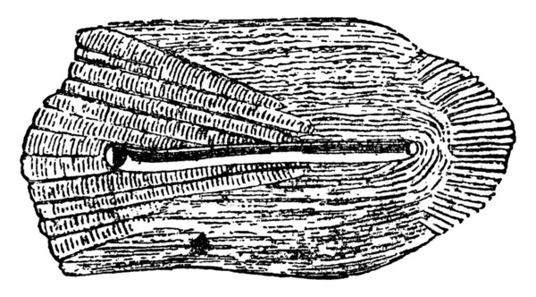 Odax Linealus 줄에서 나오는 물고기의 사이클로이드 크기의 전형적 빈티지 선그리기 — 스톡 벡터