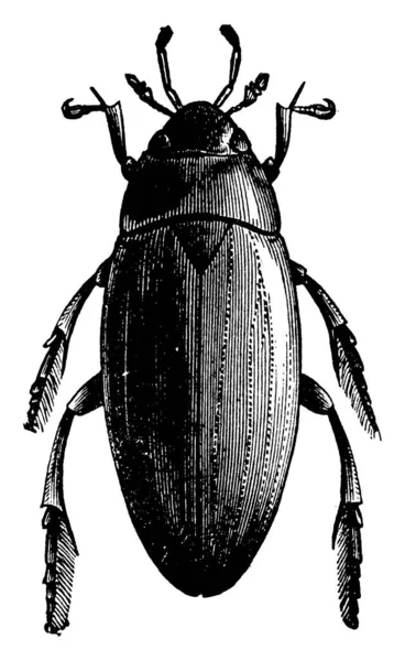 Water Scavenger Beetle Sono Coleotteri Acquatici Disegno Linea Vintage Illustrazione — Vettoriale Stock
