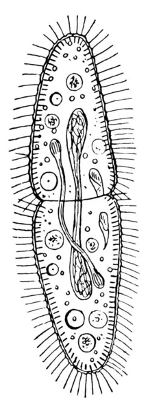 Paramécium Cilié Unicellulaire Dans Royaume Protista Celui Divise Dessin Ligne — Image vectorielle