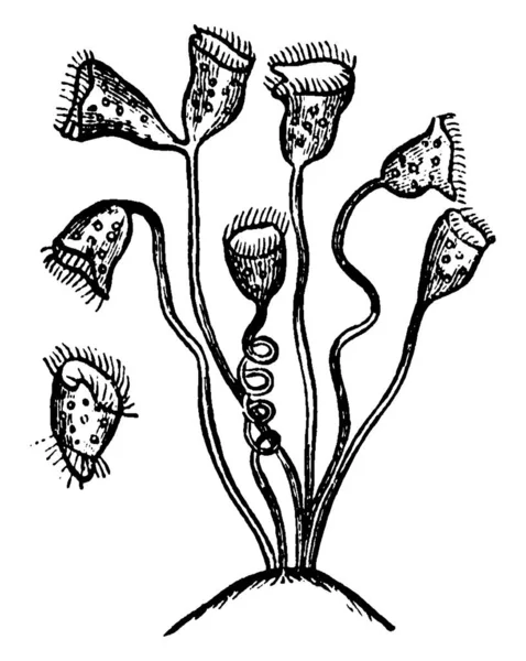 Vorticella Ist Eine Gattung Glockenförmiger Ciliate Die Stiele Haben Sich — Stockvektor