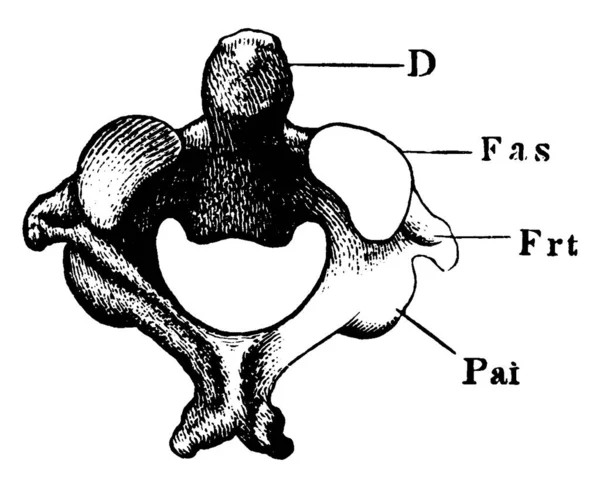Anatomía Segunda Vértebra Cervical Columna Vertebral Denomina Eje Epistrofeo Aquí — Vector de stock