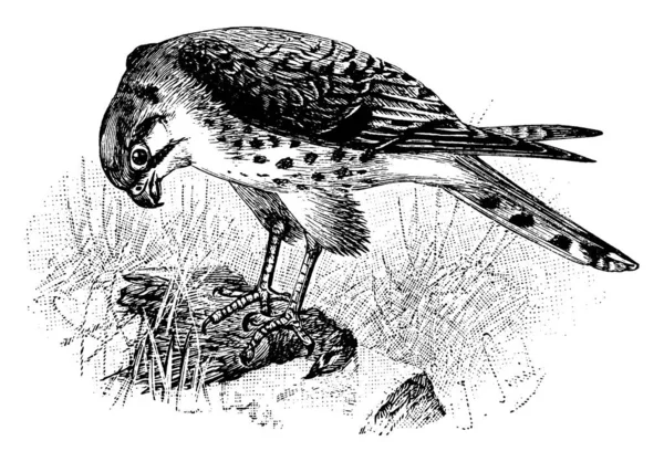 Een Roofvogel Uit Familie Accipitridae Volwassen Mannelijke Euraziatische Mus Haviken — Stockvector