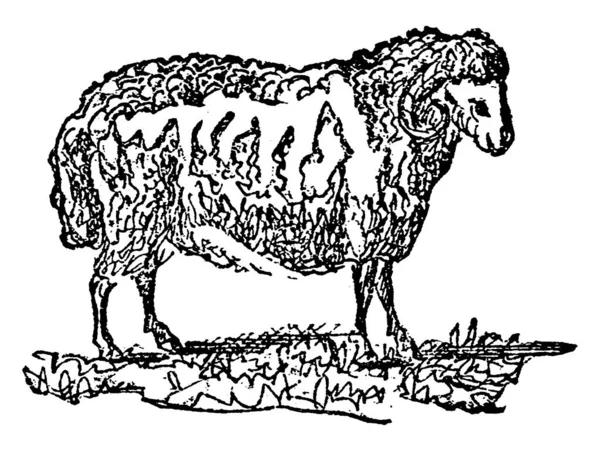 Домашние Овцы Четырехногие Жвачные Млекопитающие Правило Содержатся Качестве Скота Самец — стоковый вектор