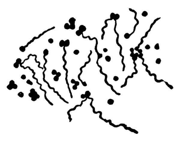 Typisk Representation Motila Och Coccus Formade Bakterier Planococcus Citreus Menge — Stock vektor