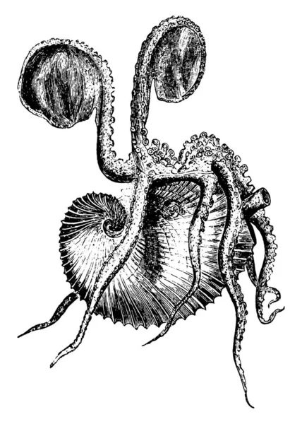 Papírové Nautilus Jsou Skupina Pelagických Chobotnic Vinobraní Čáry Kreslení Nebo — Stockový vektor