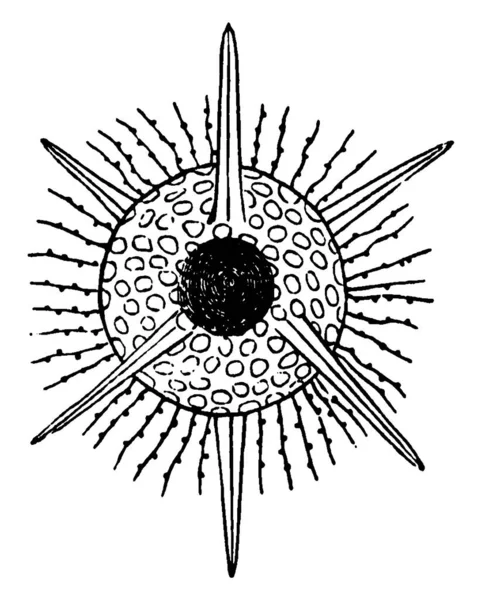 Polycystina Son Una Estructura Menos Sarcode Body Dibujo Línea Vintage — Archivo Imágenes Vectoriales