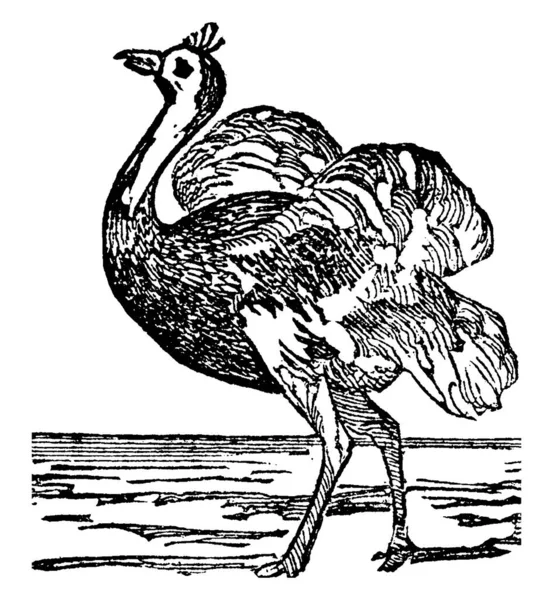 Ostrich Struthio Camelus 是一种原产于非洲的大型非飞行鸟类 具有古老的线条或雕刻图案 — 图库矢量图片