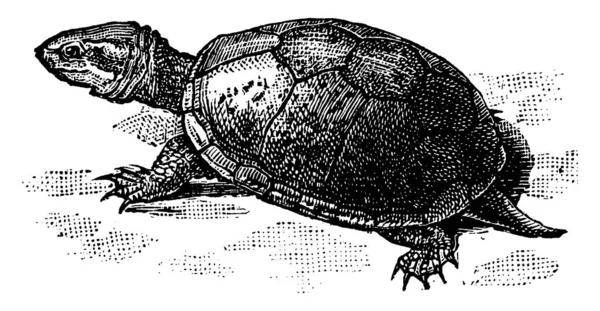 Una Especie Africana Tortuga Caracterizada Por Una Concha Ósea Cartilaginosa — Archivo Imágenes Vectoriales