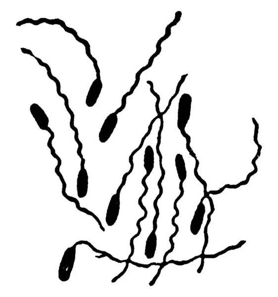 Una Representación Típica Las Bacterias Forma Móvil Espirilla Pseudomonas Pyocyanea — Vector de stock