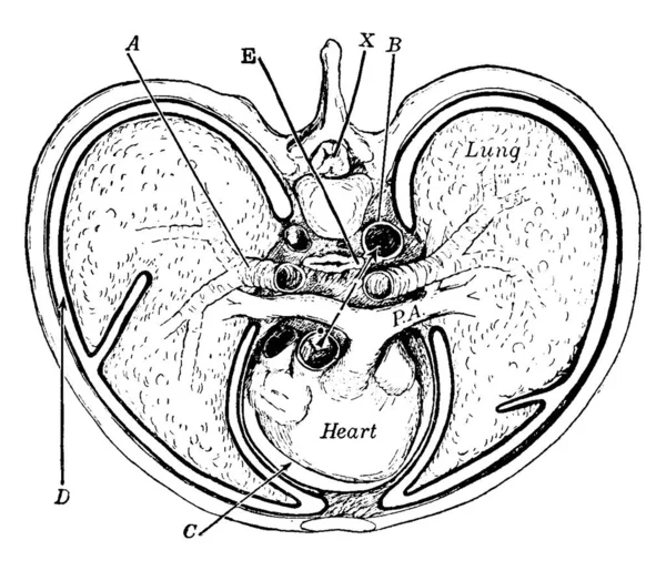 Doorsnede Van Thorax Met Vermelding Die Respectievelijk Bronchus Aorta Pericardiale — Stockvector