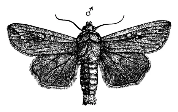 描述了一种Armyworm Leucania Unipuncta物种 前翼由飞蛾中心的较小斑点组成 后翼则显得较苍白 边缘较暗 线条较古老 或有雕刻图案 — 图库矢量图片