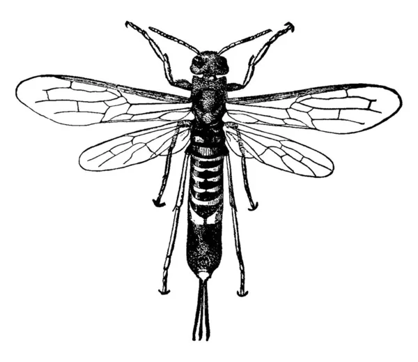 컬럼바 Tremex Columba 수컷이다 방사상 정맥외에도 날개가 있으며 윗부분에는 그늘이 — 스톡 벡터