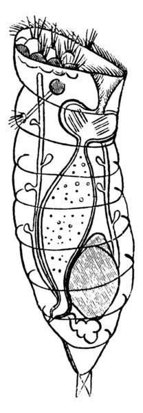 轮虫是由微小的和接近微小的假胚乳动物组成的系统发育 有古老的线条画或雕刻图解 — 图库矢量图片