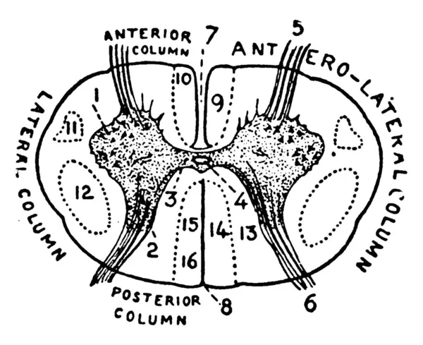 子宮頸部領域における脊髄の診断部で 後列及び横列 ヴィンテージライン図面又は彫刻図として表示される部品 — ストックベクタ
