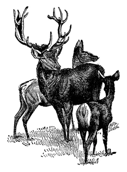 Jeleń Lub Red Deer Jest Typowym Gatunkiem Jelenia Okrągłych Rogów — Wektor stockowy