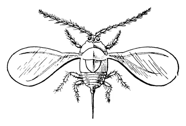 Volwassen Schaal Insect Het Een Sap Voedende Insecten Genoemd Naar — Stockvector